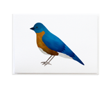 Bird Card Set