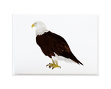 Bird Card Set