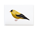 Bird Card Set