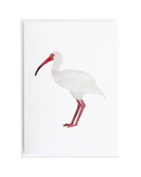 Bird Card Set