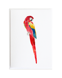 Bird Card Set