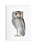 Bird Card Set