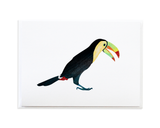 Bird Card Set